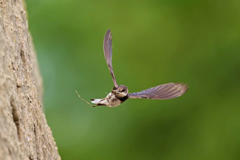 Sand martin (Riparia riparia), in flight with nesting material in its beak, Reussegg nature