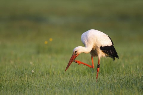 White Stork (Ciconia ciconia), North Rhine-Westphalia, Germany