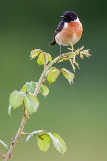 European Stonechat (Saxicola rubicola) male, Asturias, Spain