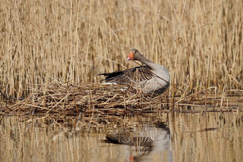 Greylag goose (Anser anser) building a nest in the reeds, North Rhine-Westphalia, Germany