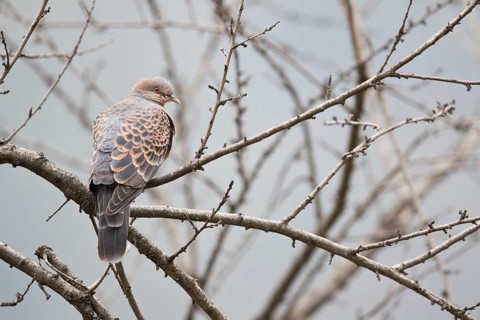 Oriental Turtle Dove (Streptopelia orientalis meena) perched on a branch, Trashigang, Bhutan