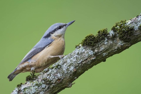 Eurasian Nuthatch (Sitta europaea), Rhineland-Palatinate, Germany