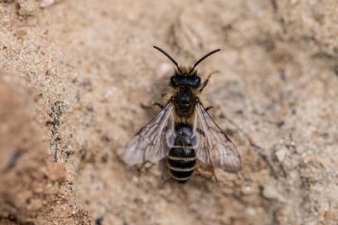 Furrowed narrow bee (Lasioglossum calceatum), Emsland, Lower Saxony, Germany