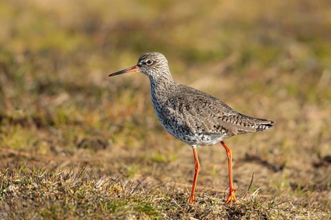Common Redshank (Tringa totanus), Oeland, Sweden