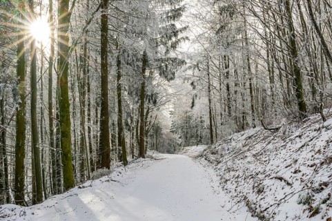Forest road going through a mixed forest white from roarfrost on a sunny day in winter, Bavaria,