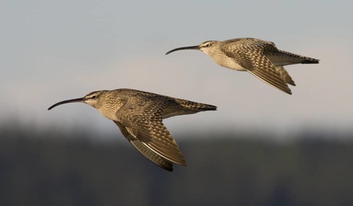 Whimbrel (Numenius phaeopus) flying, Washington, USA