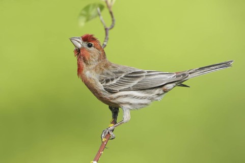 House Finch (Haemorhous mexicanus) male, British Columbia, Canada