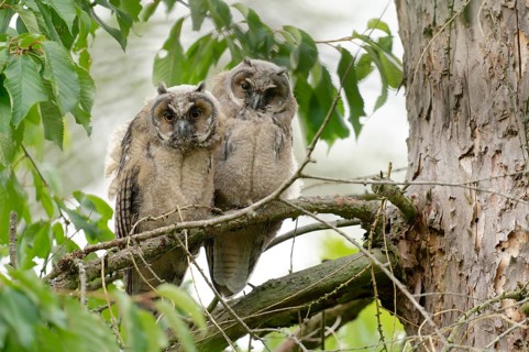 Long-eared Owl (Asio otus) young birds, Saxony, Germany