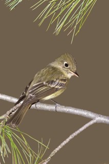 Cordilleran Flycatcher Empidonax occidentalis Chiricahua Mountains, Cochise County, ARIZONA, USA 6
