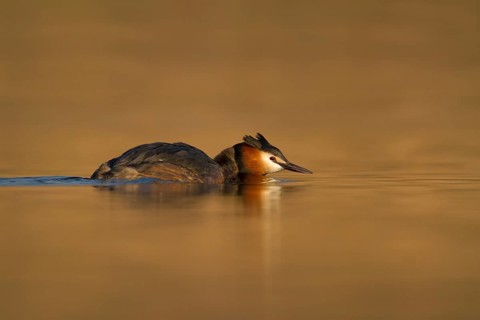 Great Crested Grebe (Podiceps cristatus), Utrecht, Netherlands