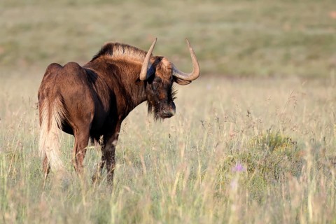 White-tailed wildebeest (Connochaetes gnou), adult, alert, Mountain Zebra National Park, Eastern