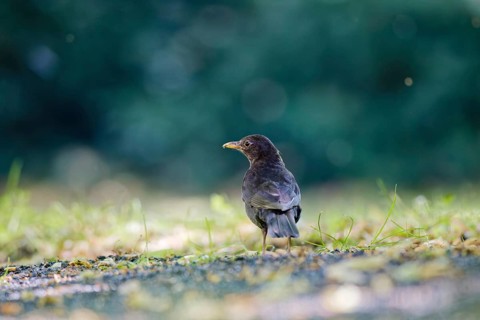 Common blackbird (Turdus merula) standing on ground in natural park environment, photographed from