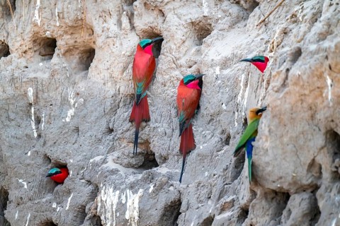 Breeding caves on the banks of the Kwando, Southern carmine bee-eater (Merops nubicoides),