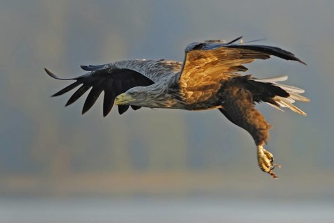 White-tailed Eagle (Haliaeetus albicilla), Mecklenburg-Western Pomerania, Germany