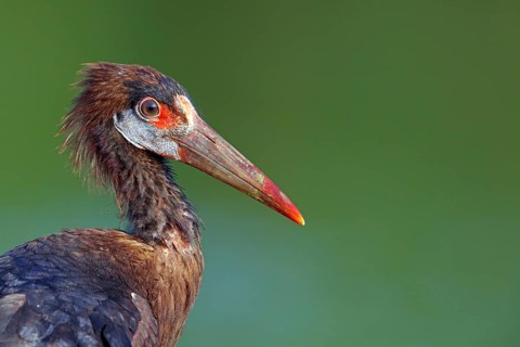 Abdim's stork, rain stork, Abdim, (Ciconia abdimii), African stork species, family of storks,