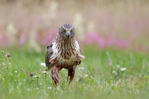 Western Marsh Harrier (Circus aeruginosus) male on grassland, Poland