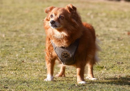 Chihuahua-Spitz crossbreed (Canis lupus familiaris), standing from the front on the meadow, North