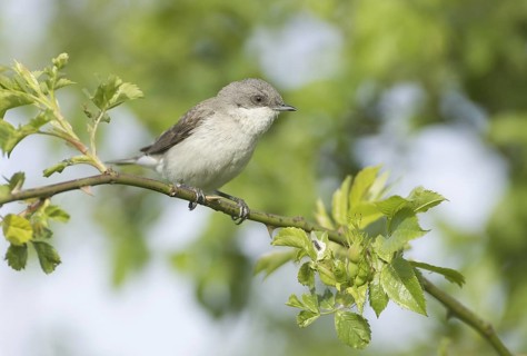 Lesser Whitethroat (Sylvia curruca), Mecklenburg-Western Pomerania, Germany