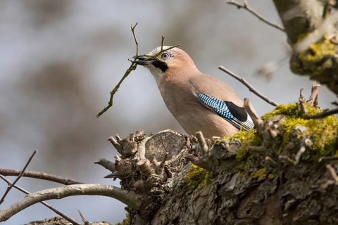 A jay (Garrulus glandarius) in a tree holding a twig in its beak, nesting material, surrounded by