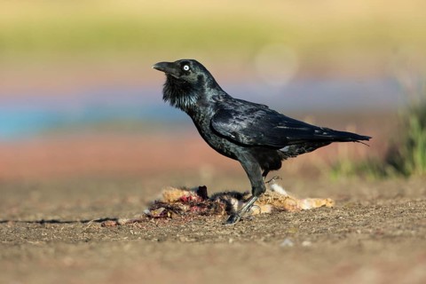 Forest Raven (Corvus tasmanicus) feeding on carrion, Victoria, Australia