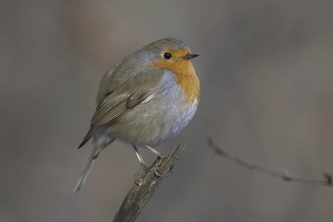 European Robin (Erithacus rubecula), Hesse, Germany