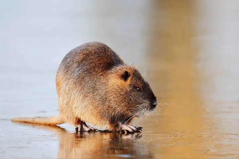 Nutria or swamp beaver (Myocastor coypus) on the ice surface of a lake in winter, neozoa in