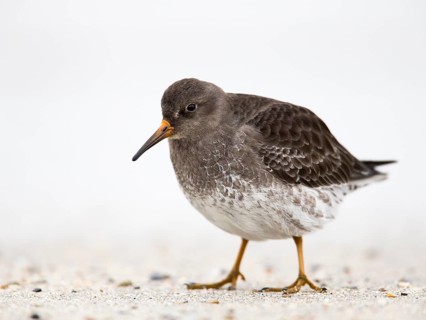 Purple Sandpiper (Calidris maritima) foraging on shoreline, Schleswig-Holstein, Germany