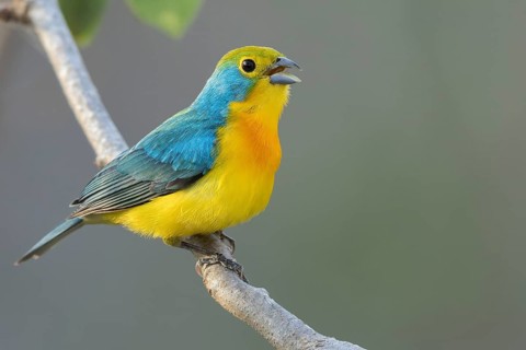 Orange-breasted Bunting (Passerina leclancherii) perched on a branch in Oaxaca, Mexico