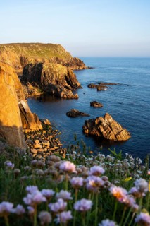 Coastal landscape at Land's End. In the foreground, flowering sea carnations (Armeria maritima) .