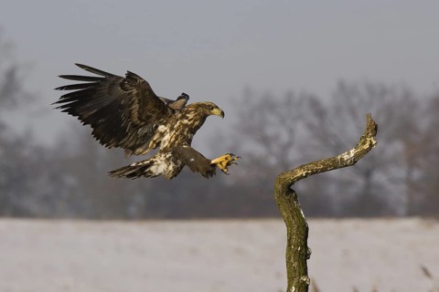 White-tailed Eagle (Haliaeetus albicilla) juvenile flying, Mecklenburg-Western Pomerania, Germany