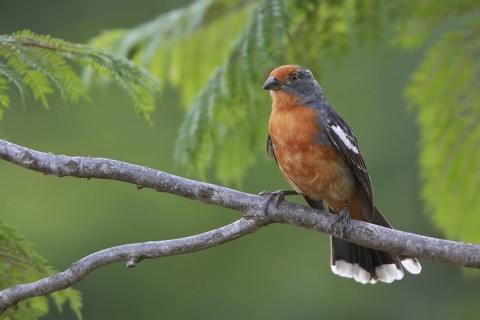 White-tipped Plantcutter (Phytotoma rutila) perched on a branch in Bolivia, South America
