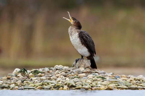 Great Cormorant (Phalacrocorax carbo), North Rhine-Westphalia, Germany