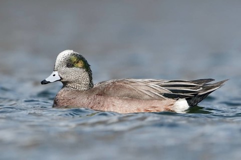 American Wigeon (Mareca americana) male, British Columbia, Canada
