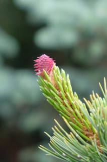 Grannen pine (Pinus aristata 'Glauca'), female flower, BS Sämann, Bautzen, Saxony, Germany