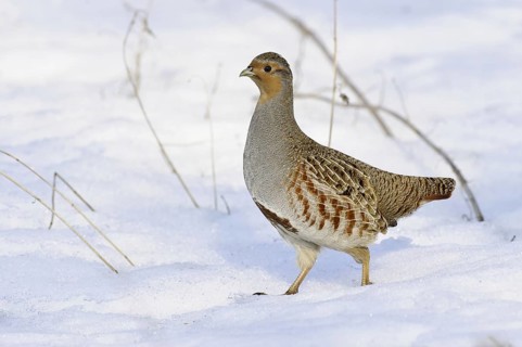 Grey Partridge (Perdix perdix), Lower Saxony, Germany