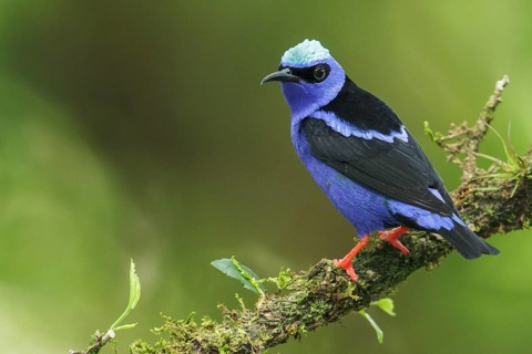 Red-legged Honeycreeper (Cyanerpes cyaneus) perched on a branch in Costa Rica