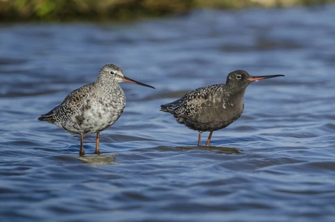 Spotted Redshank (Tringa erythropus), Schleswig-Holstein, Germany