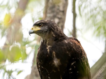 Portrait of a desert buzzard (Parabuteo unicinctus), Buenos Aires, Argentina