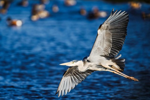 Grey Heron, Ardea cinerea, bird in winter on marshes in winter