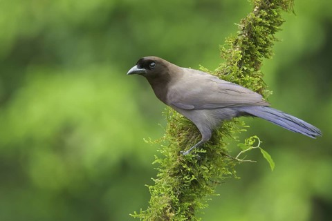 Purplish Jay (Cyanocorax cyanomelas) perched on a branch in Bolivia, South America