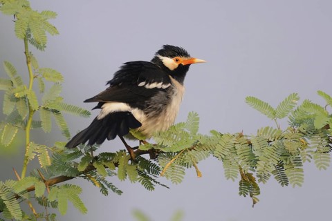 Pied Myna (Gracupica contra), Keoladeo National Park, India
