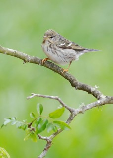 Blackpoll Warbler (Setophaga striata) female perched on a branch, Texas, USA