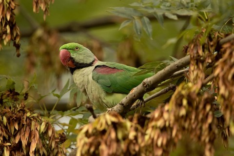 Alexandrine Parakeet (Psittacula eupatria) male perched on a branch, Hesse, Germany