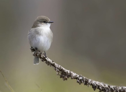 Jacky Winter (Microeca fascinans), Victoria, Australia