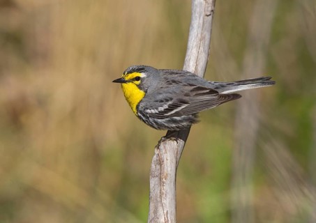 Grace's Warbler (Setophaga graciae) male, Arizona, USA