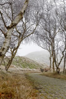 Path through low birch trees (Betula) and the dunes in fog and hoar frost, Norderney, Lower Saxony,