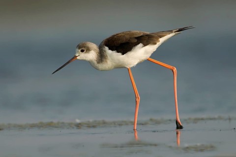 Black-winged Stilt (Himantopus himantopus) foraging, Phetchaburi, Thailand