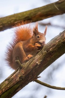 Squirrel (Sciurus vulgaris) sitting on a branch and holding a walnut in its paws, Baden-Württemberg
