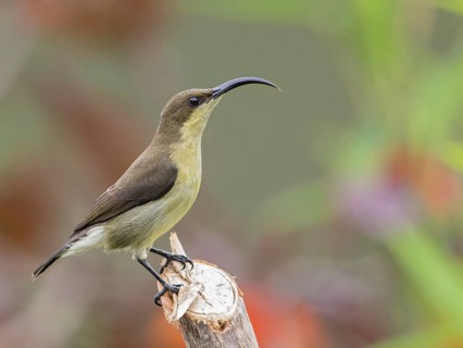 Loten's Sunbird (Cinnyris lotenius) female, Sri Lanka