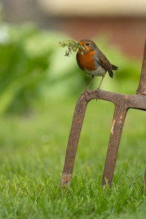 European robin (Erithacus rubecula) adult bird with nesting material in its beak on a garden fork